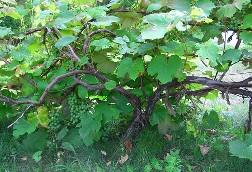 Куст винограда Куст винограда