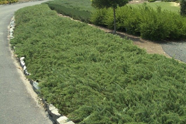 Можжевельник горизонтальный «Хьюгес» (Juniperus horizontalis ‘Hughes’) Можжевельник горизонтальный «Хьюгес» (Juniperus horizontalis ‘Hughes’)
