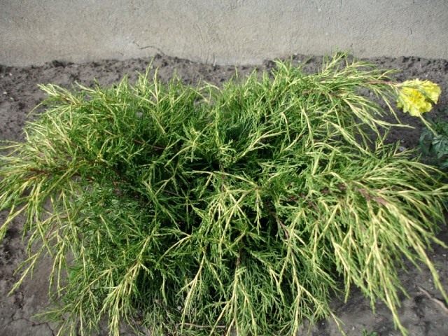 Можжевельник средний «Голд Кост» (Juniperus x. media ‘Gold Coast’) Можжевельник средний «Голд Кост» (Juniperus x. media ‘Gold Coast’)