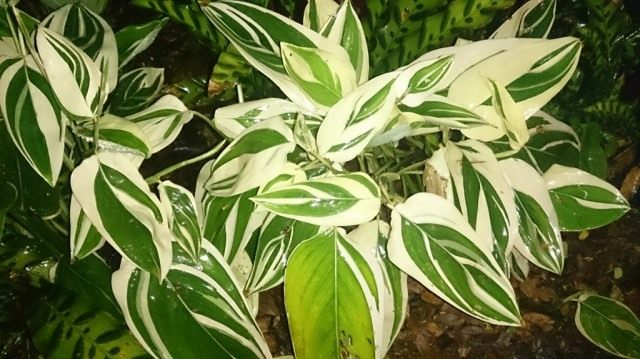 Маранта тростниковидная пёстролистная, вариегата (Maranta arundinacea 'Variegata') Маранта тростниковидная пёстролистная, вариегата (Maranta arundinacea 'Variegata')