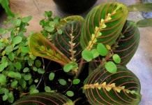 Маранта беложилковатая, разновидность краснолистная (Maranta leuconeura var. erytrophylla)