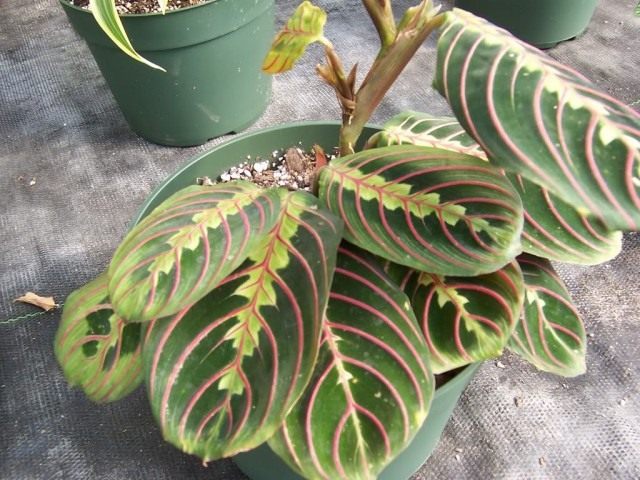 Маранта беложилковатая, разновидность массангенская (Maranta leuconeura var. massangeana) Маранта беложилковатая, разновидность массангенская (Maranta leuconeura var. massangeana)