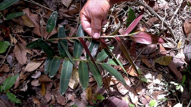 Маранта (Maranta subterranea) Маранта (Maranta subterranea)