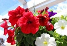 Петунии (Petunia)