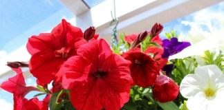 Петунии (Petunia)