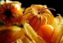 Физалис перуанский, или Капский крыжовник (Physalis peruviana)