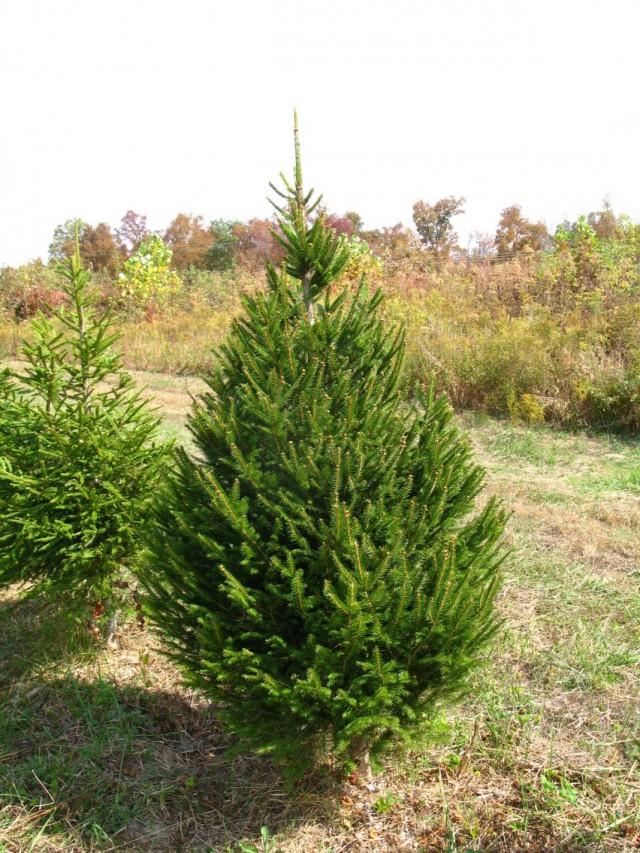 Ель обыкновенная, или Ель европейская (Picea abies) Ель обыкновенная, или Ель европейская (Picea abies)