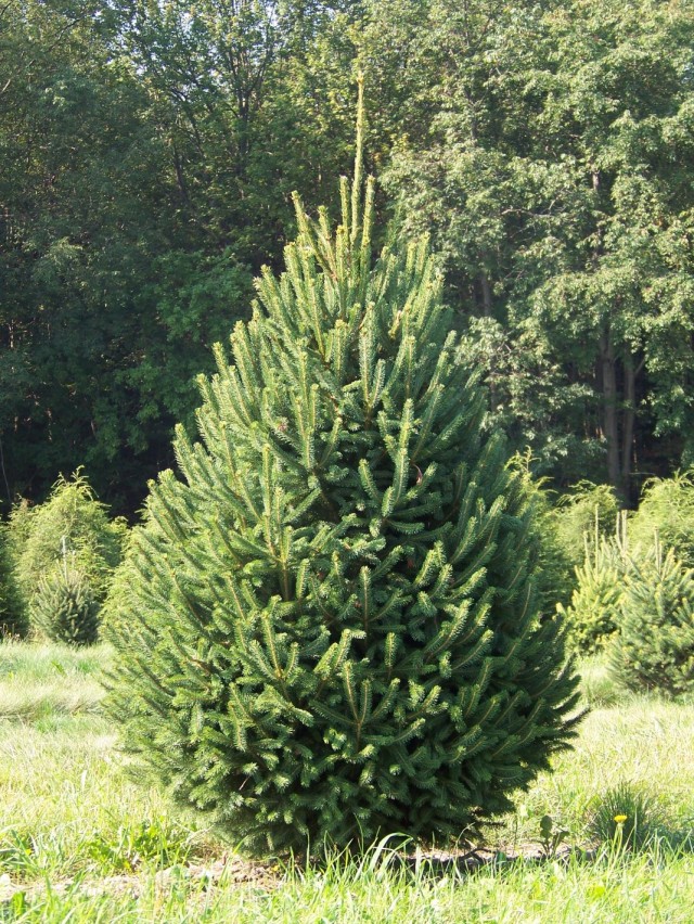 Eль сизая, также Ель канадская, или Ель белая (Picea glauca) Eль сизая, также Ель канадская, или Ель белая (Picea glauca)