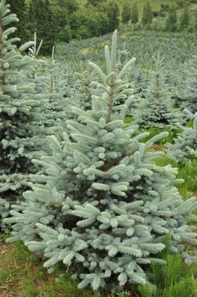 Ель голубая, или Ель колючая (Picea pungens) Ель голубая, или Ель колючая (Picea pungens)
