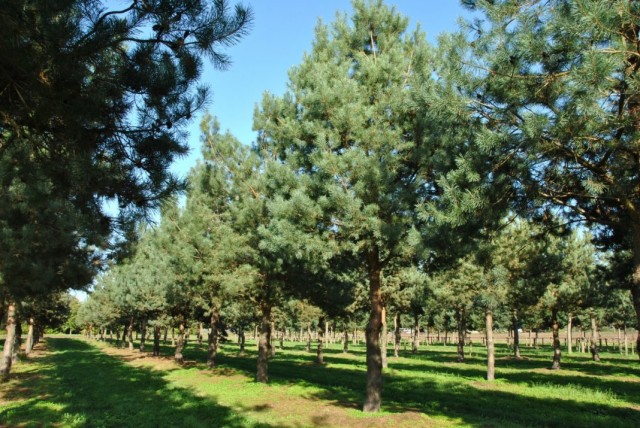 Сосна обыкновенная (Pinus sylvestris) Сосна обыкновенная (Pinus sylvestris)
