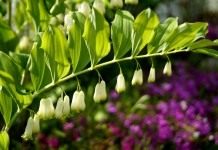 Купена многоцветковая (Polygonatum multiflorum)