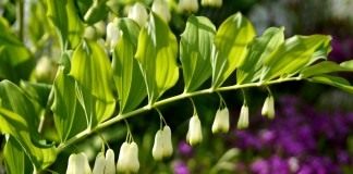 Купена многоцветковая (Polygonatum multiflorum)