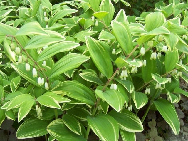Купена душистая, или Купена аптечная, или Купена лекарственная (Polygonatum odoratum) Купена душистая, или Купена аптечная, или Купена лекарственная (Polygonatum odoratum)