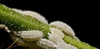 Мучнистые червецы (Pseudococcidae)