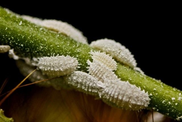 Мучнистые червецы (Pseudococcidae) Мучнистые червецы (Pseudococcidae)