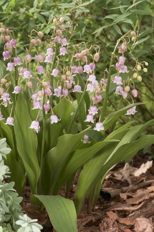 Ландыш майский розовый (Convallaria majalis 'Rosea')