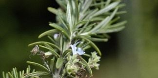 Розмарин лекарственный (Rosmarinus officinalis)