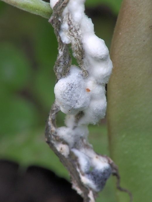 Белая гниль (Sclerotinia sclerotiorum)