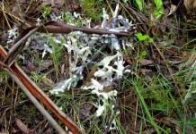Белая гниль (Sclerotinia sclerotiorum)