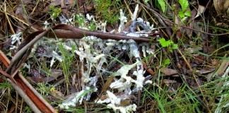 Белая гниль (Sclerotinia sclerotiorum)
