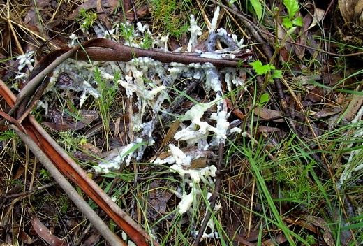 Белая гниль (Sclerotinia sclerotiorum)
