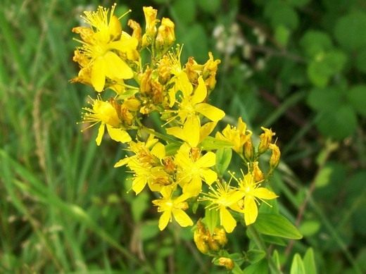 Зверобой жестковолосый, или Зверобой волосистый (Hypericum hirsutum) Зверобой жестковолосый, или Зверобой волосистый (Hypericum hirsutum)
