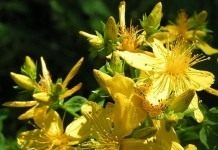 Зверобой продырявленный, или Зверобой обыкновенный (Hypericum perforatum)