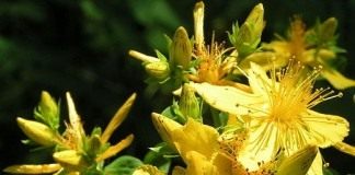 Зверобой продырявленный, или Зверобой обыкновенный (Hypericum perforatum)