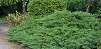 Можжевельник казацкий «Тамарисцифолиа» (Juniperus sabina ‘Tamariscifolia’)