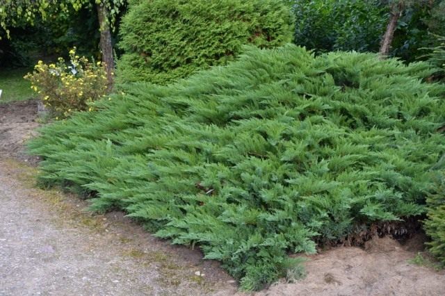 Можжевельник казацкий «Тамарисцифолиа» (Juniperus sabina ‘Tamariscifolia’) Можжевельник казацкий «Тамарисцифолиа» (Juniperus sabina ‘Tamariscifolia’)