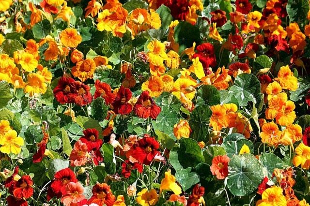 Настурция большая (Tropaeolum majus) Настурция большая (Tropaeolum majus)