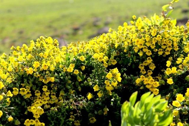 Настурция Гукера (Tropaeolum hookerianum) Настурция Гукера (Tropaeolum hookerianum)