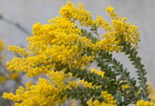 Акация — махровая красавица