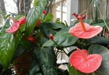 Антуриум (Anthurium)