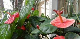 Антуриум (Anthurium)
