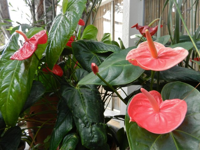 Антуриум (Anthurium) Антуриум (Anthurium)