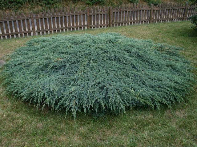 Можжевельник чешуйчатый ‘Блю Карпет’ (Juniperus squamata ‘Blue Carpet’) Можжевельник чешуйчатый ‘Блю Карпет’ (Juniperus squamata ‘Blue Carpet’)
