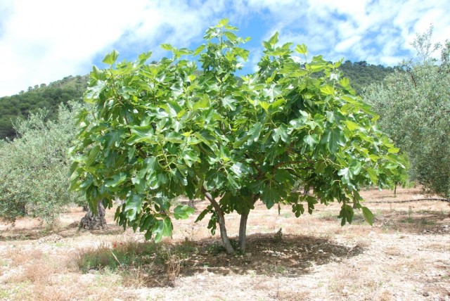 Инжир, или Фиговое дерево в естественных условиях произрастания
