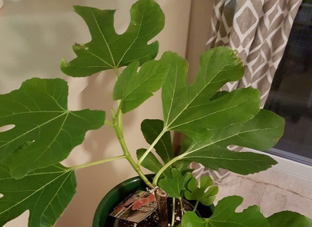 Комнатный инжир (Ficus carica)