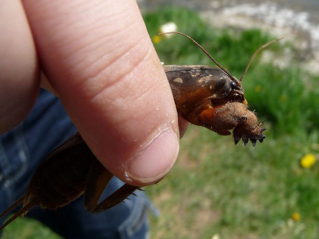 Медведка обыкновенная (Gryllotalpa gryllotalpa) Медведка обыкновенная (Gryllotalpa gryllotalpa)