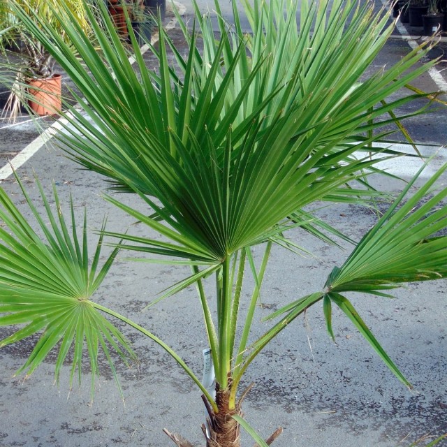 Пальма Брахея (Brahea edulis) Пальма Брахея (Brahea edulis)