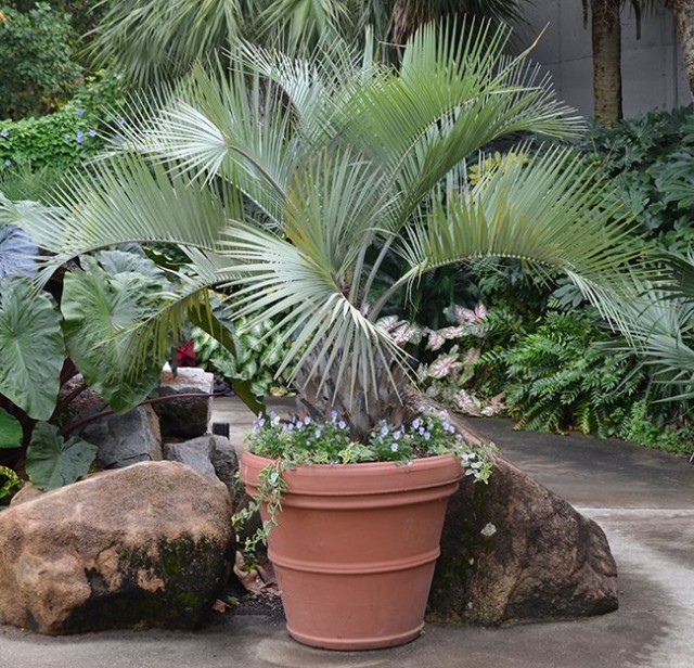 Пальма Бутия (Butia capitata) Пальма Бутия (Butia capitata)