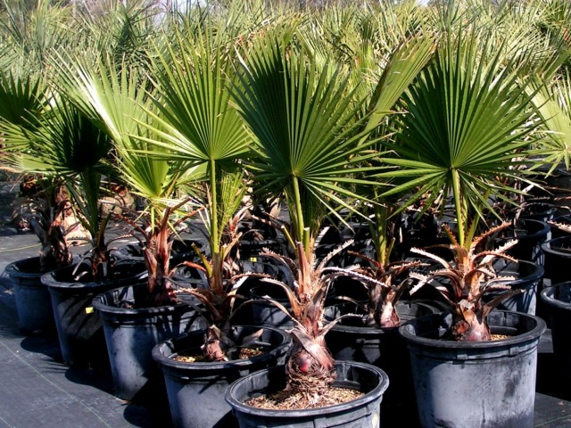 Пальма Вашингтония филифера (Washingtonia filifera) Пальма Вашингтония филифера (Washingtonia filifera)