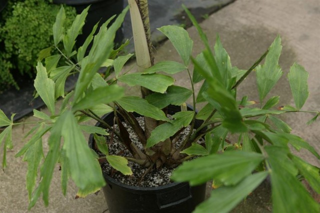 Пальма Кариота (Caryota) Пальма Кариота (Caryota)