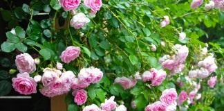 Роза плетистая.