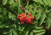 Плоды рябины обыкновенной