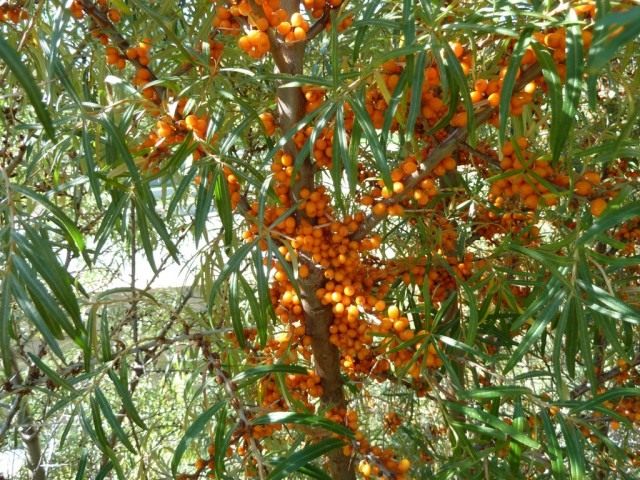 Облепиха Облепиха