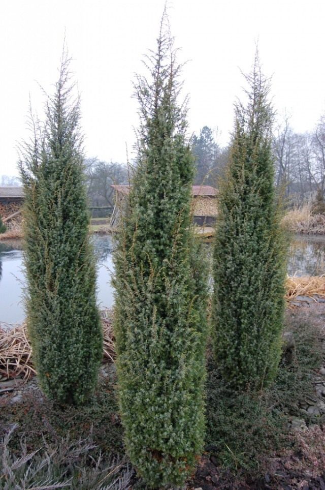 Можжевельник виргинский «Скайрокет» (Juniperus virginiana ‘Skyrocket’) Можжевельник виргинский «Скайрокет» (Juniperus virginiana ‘Skyrocket’)