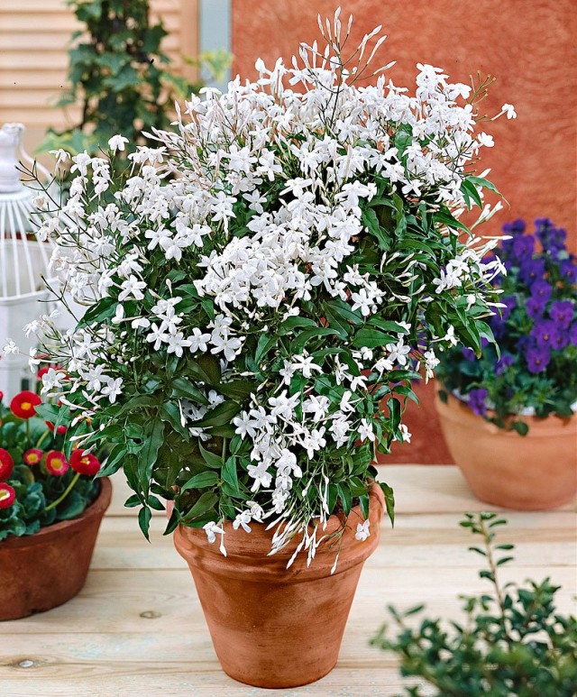Жасмин лекарственный (Jasminum officinale) Жасмин лекарственный (Jasminum officinale)