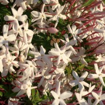 Жасмин многоцветковый (Jasminum polyanthum) Жасмин многоцветковый (Jasminum polyanthum)